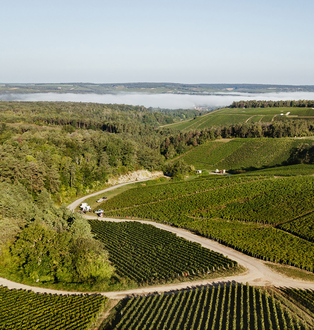 Forez Vineyards crop